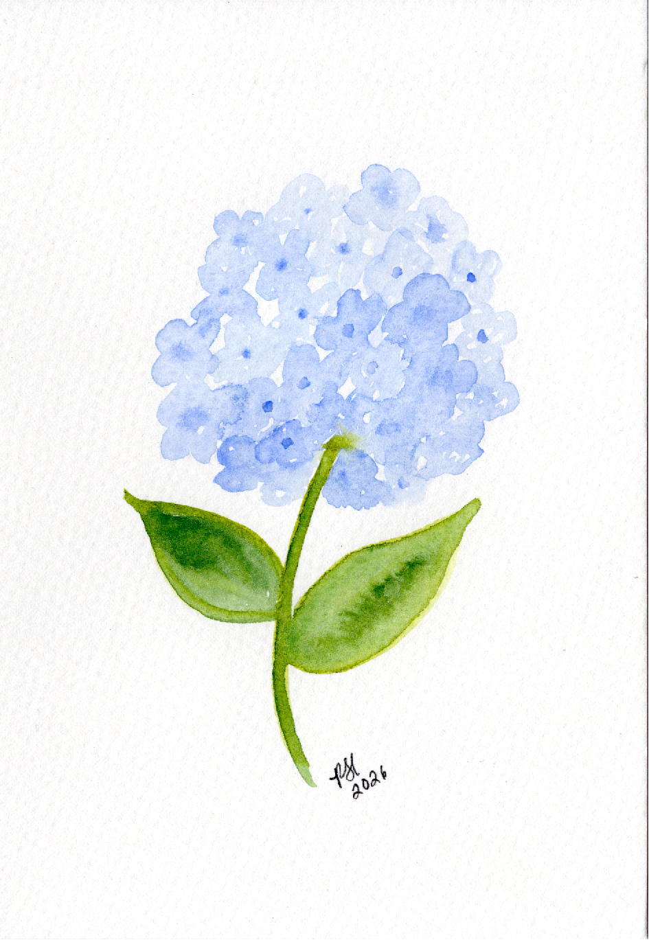 A watercolor painting of a light blue hydrangea flower with green leaves on a white notecard.